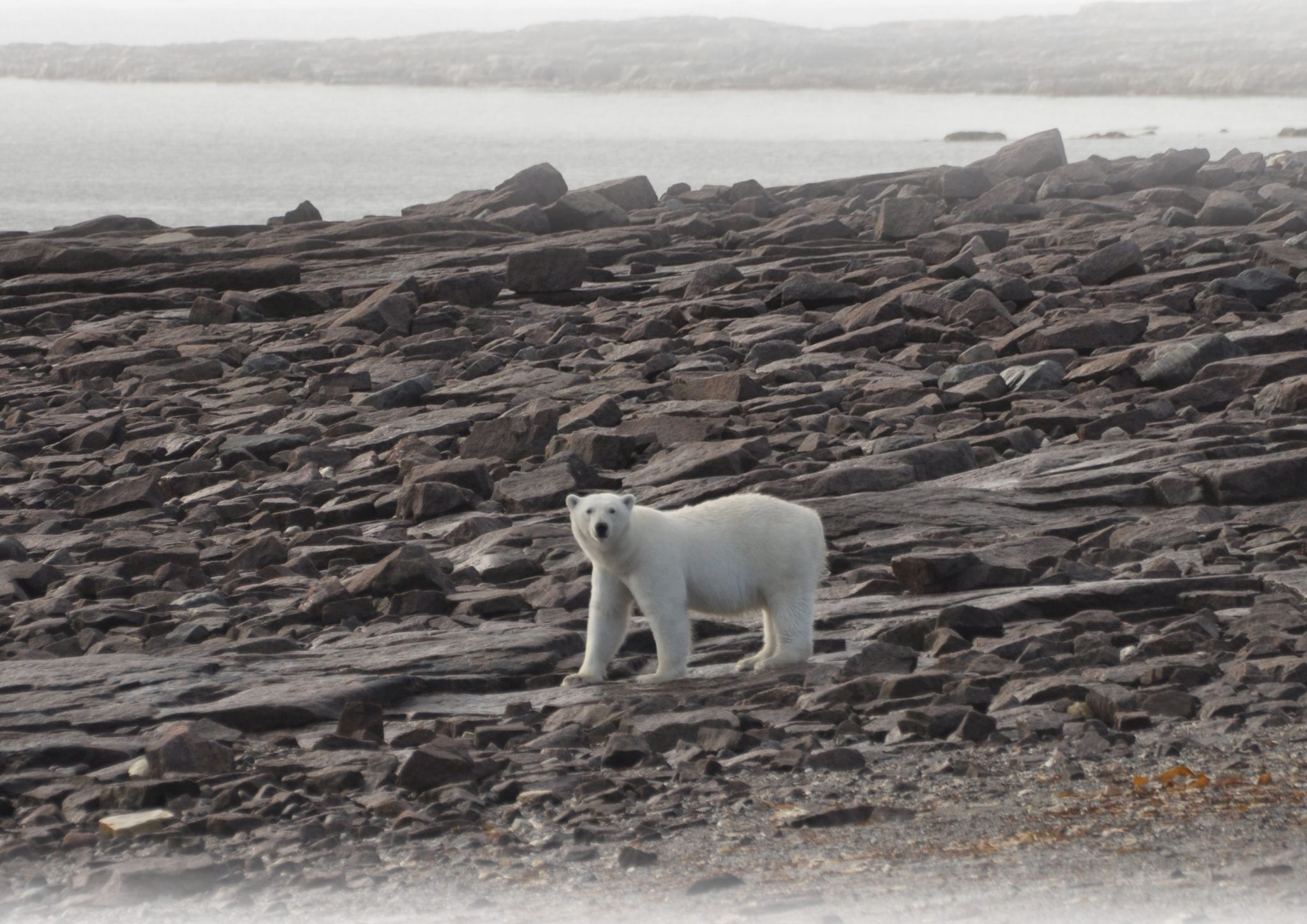 Polar Bear Reopening of the public hearing NMRWB